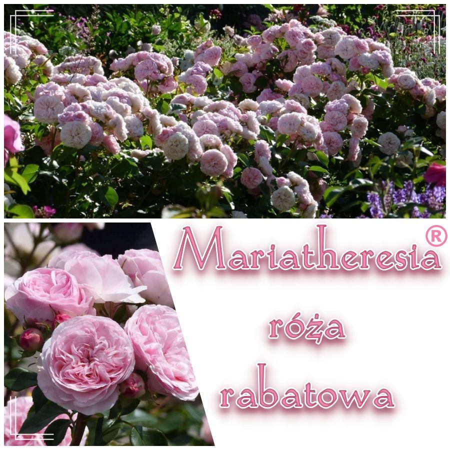 Mariatheresia róże rabatowe kol